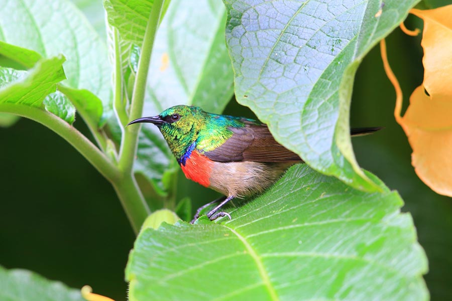 ヒガシゴシキタイヨウチョウ